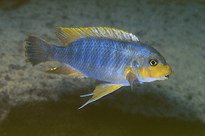 Petrotilapia palingnathos 'Mkanila Bay'